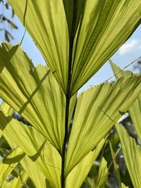 Close-up of palm leaf