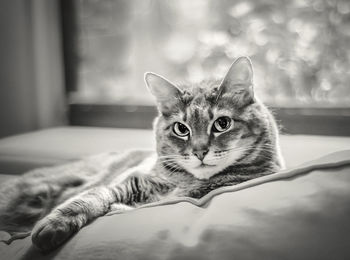 Close-up portrait of cat