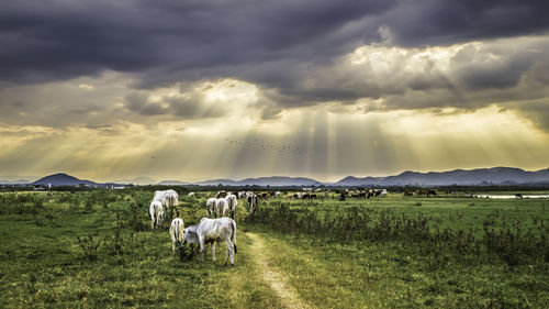 Horses in a field