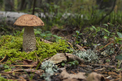 Close-up of mushroom growing on field