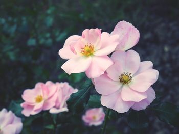 Close-up of pink flowering plant