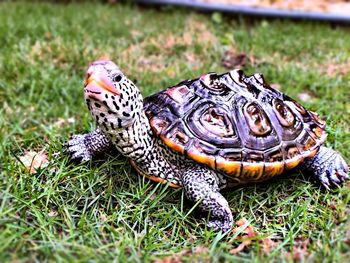 Close-up of butterfly on grass