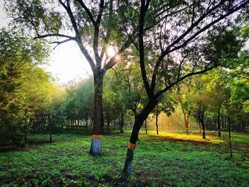 Trees in park