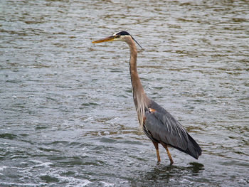 High angle view of gray heron on water