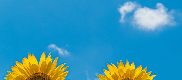 Low angle view of yellow flowering plant against blue sky