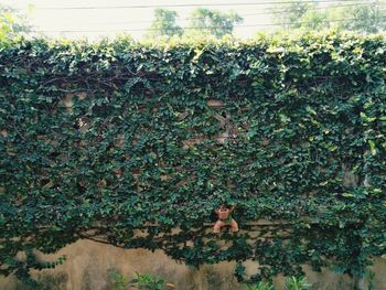 Ivy on tree