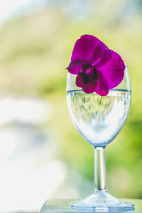 Close-up of purple flower in glass