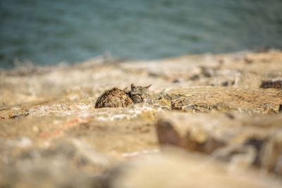 Close-up of cat on rock