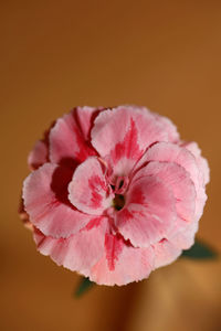 Close-up of pink flower