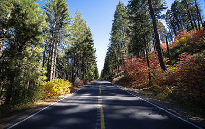 Diminishing perspective of empty road amidst trees in forest
