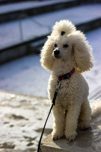 Poodle on wall