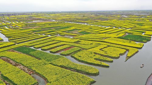 Scenic view of agricultural field against sky