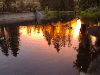 Reflection of trees in water