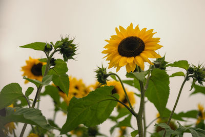 Close-up of yellow flowering plant against sky