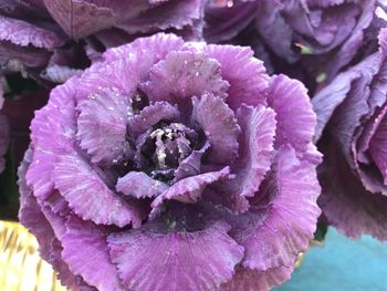 Close-up of water drops on pink rose flower