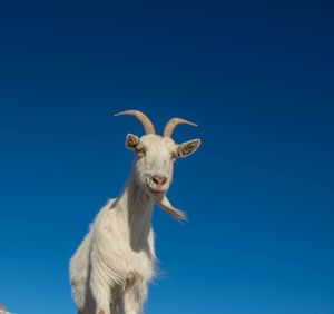 Low angle view of a horse against blue sky