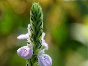 Close-up of white flowering plant