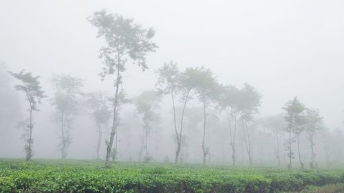 Trees on field against sky