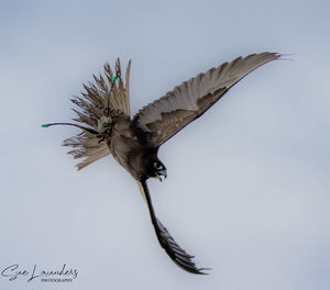 Close-up of bird flying over white background