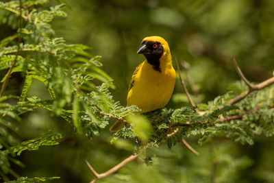 Bird perching on a plant