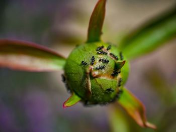 Close-up of insect on flower