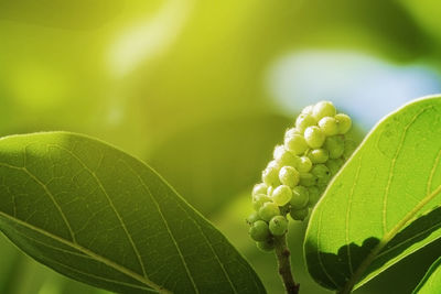 Close-up of fresh green plant leaves