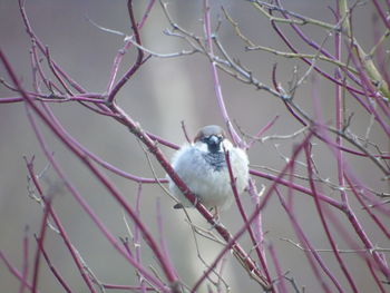 Close-up of bird perching on tree during winter