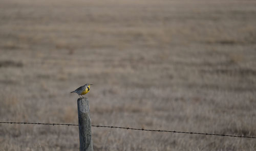 Bird perching on a fence