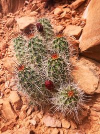 High angle view of succulent plant on field