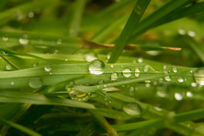 Close-up of water drops on leaf