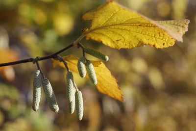 Close-up of yellow leaves on plant during autumn