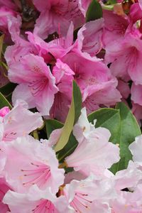 Close-up of pink flower