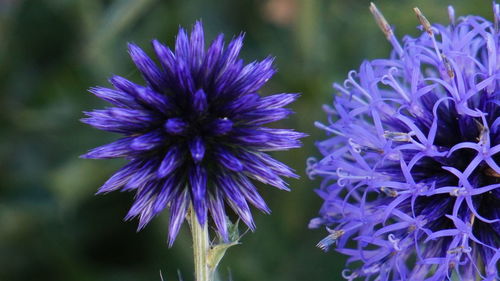 Close-up of purple globe thistle