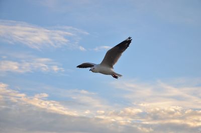 Low angle view of bird flying against sky