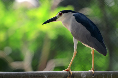 Close-up of bird perching on railing