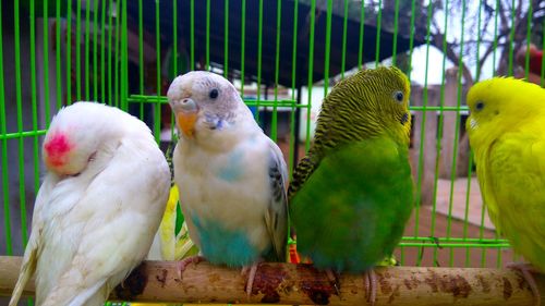 Close-up of parrot in cage