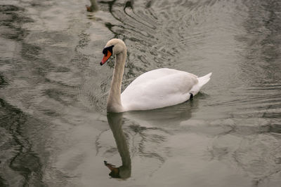 Swan floating on lake