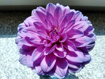 Close-up of pink dahlia flower