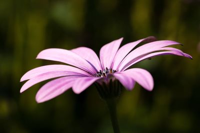 Close-up of cosmos flower blooming outdoors