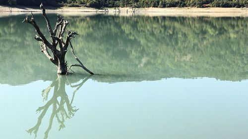 Reflection of tree in lake