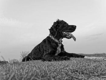 Close-up of dog sitting on field against sky