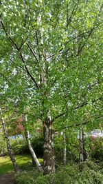 Trees growing in forest