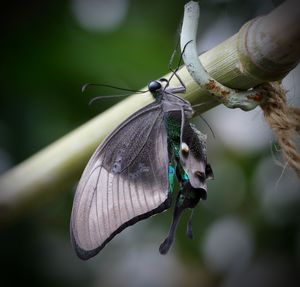 Close-up of dragonfly