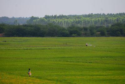 Scenic view of grassy field against sky