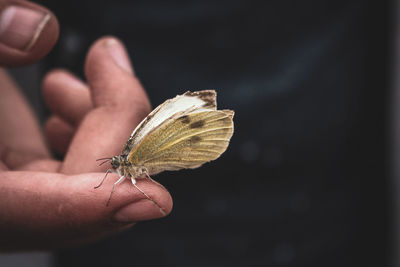 Close-up of cropped hand holding butterfly