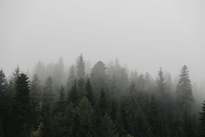Pine trees in forest against sky during winter