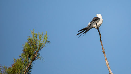 Swallow-tailed kite perches high in a tree and preens his feathers in the corkscrew swamp sanctuary
