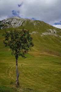 Tree on field against sky