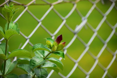 Close-up of green plant on chainlink fence