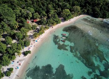 High angle view of trees on beach